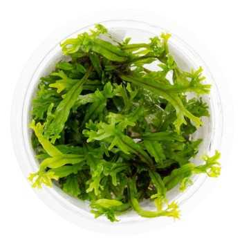 copy of Microsorum Pteropus Windelov in jar - Aquaflora 2