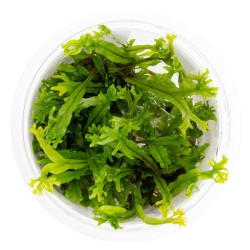 Microsorum pteropus Windelov in cup - Tropica