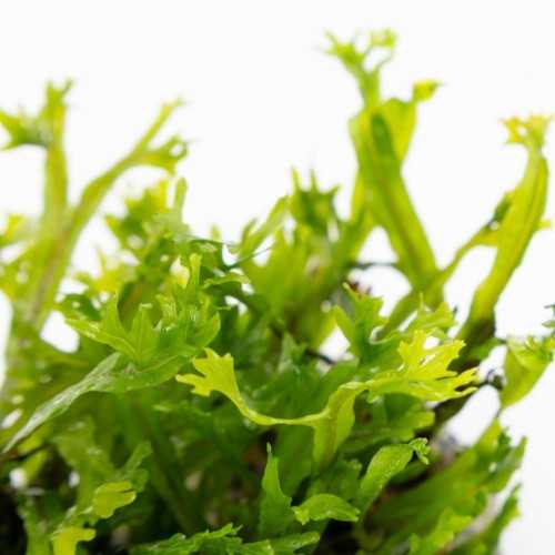 Microsorum pteropus Windelov in cup - Tropica