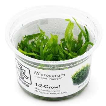 Microsorum pteropus 'Narrow' in cup - Tropica