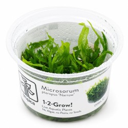 copy of Microsorum Pteropus 'étroit' dans le pot - Tropica