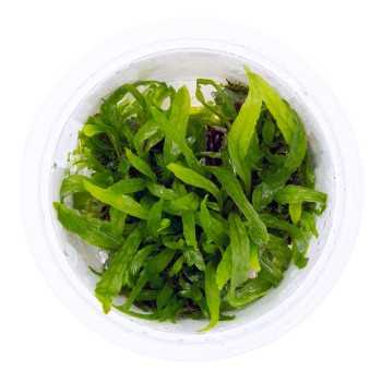 copy of Microsorum Pteropus 'étroit' dans le pot - Tropica 2