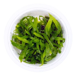 Microsorum pteropus 'Narrow' in cup - Tropica