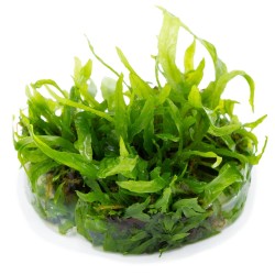 copy of Microsorum Pteropus 'Narrow' in jar - Tropica