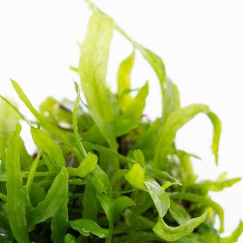 copy of Microsorum Pteropus 'Narrow' in jar -...