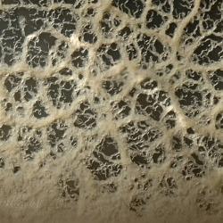 Microworms Starter Culture per Avannotti - Cibo Vivo Proteico per Pesci d’Acquario