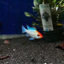 Mikrogeophagus ramirezi Blu Sky Gold Head