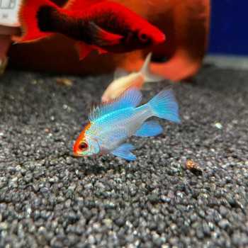 Mikrogeophagus ramirezi Blu Sky Gold Head 2