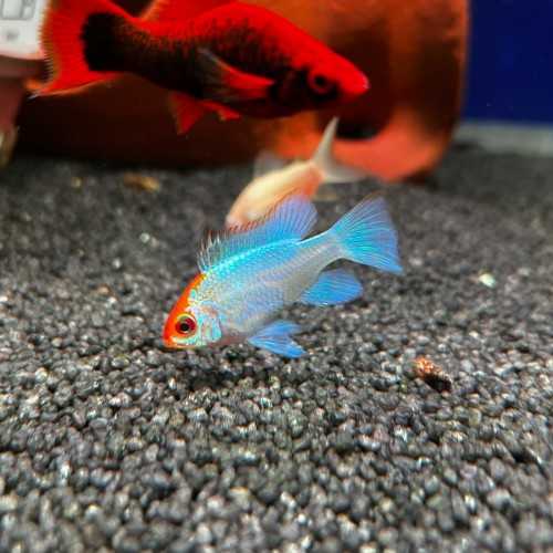 copy of Mikrogeophagus Ramirezi Blu Electric