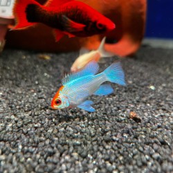 copy of Mikrogeophagus Ramirzi Blu Electric