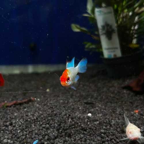 copy of Mikrogeophagus Ramirzi Blu Electric