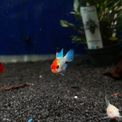 copy of Mikrogeophagus Ramirzi Blu Electric