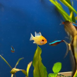 Mikrogeophagus ramirezi Blu Sky Gold Head