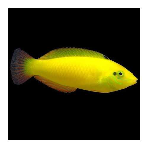 Halichoeres Chrysus Pesce Banana - Labride...