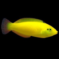 Halichoeres Chrysus Pesce Banana - Labride Giallo Reef Safe per Acquario Marino Mangiatore di Parassiti