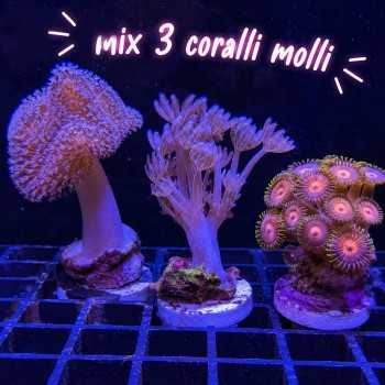 Mix 3 Coralli Molli taglia M