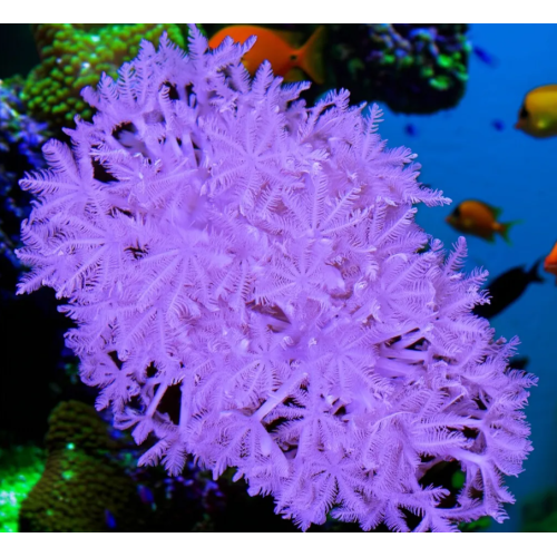 Mix 3 Coralli Molli tg. M per Acquario Marino Reef