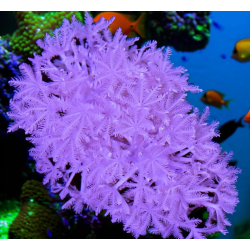 Mix 3 Coralli Molli tg. M per Acquario Marino Reef