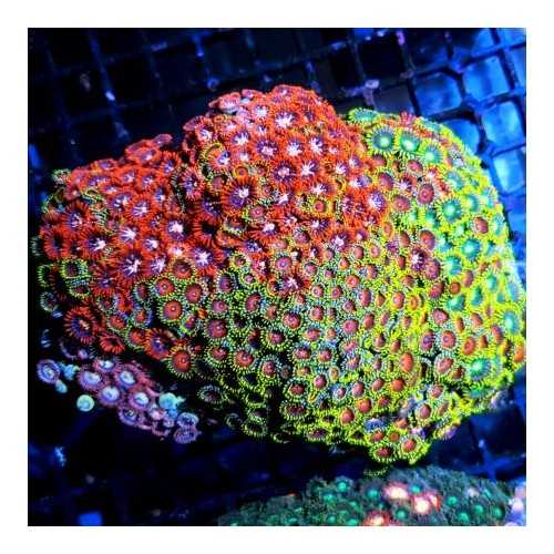 Mix 3 Coralli Molli tg. M per Acquario Marino Reef
