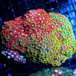 Mix 3 Coralli Molli tg. M per Acquario Marino Reef
