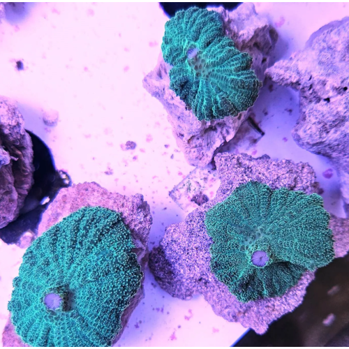 Mix 3 Coralli Molli tg. M per Acquario Marino Reef