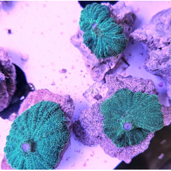 Mix 3 Coralli Molli tg. M per Acquario Marino Reef