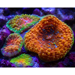 Mix 3 Coralli Molli tg. M per Acquario Marino Reef