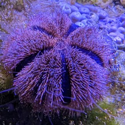 Riccio di mare Mespilia globulus - Riccio blu porpora alghivoro per acquario marino