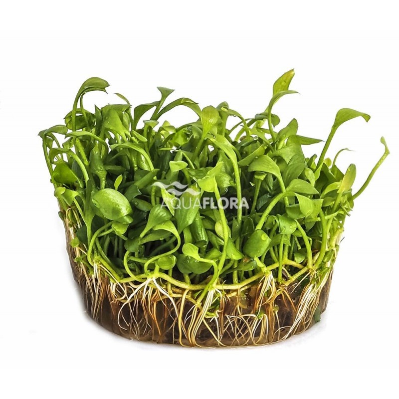 Marsilea angustifolia - In Vitro Cup