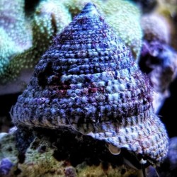 Trochus radiatus - Lumaca Turbo Alghivora per Acquario Marino Reef Mangia Alghe