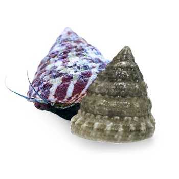 copy of médaka