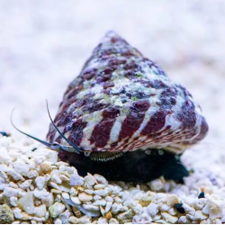 copy of médaka