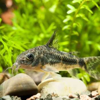 Corydoras Paléeuvus 2