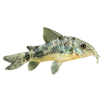 Corydoras Paleatus
