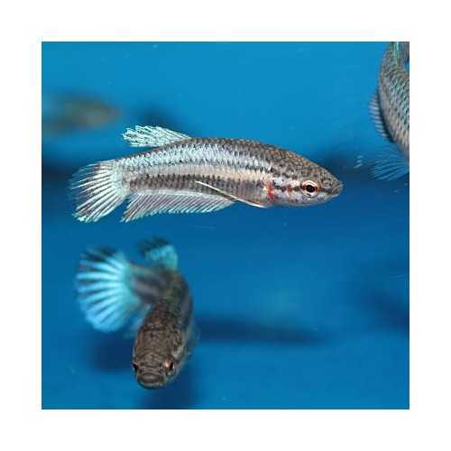 Betta splendens femmina - Pesce combattente...