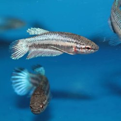 Betta splendens femelle - Poisson combattant du siam pour aquarium d’eau douce