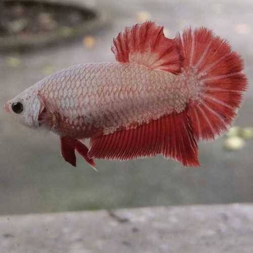 Betta female