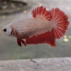Betta female