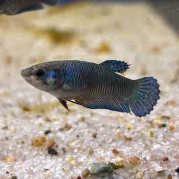 Betta female