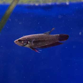 Betta splendens femelle - Poisson combattant du siam pour... 2