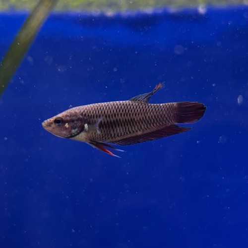 Betta splendens femelle - Poisson combattant du...