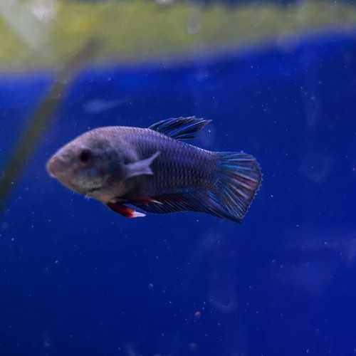 Betta splendens femelle - Poisson combattant du...