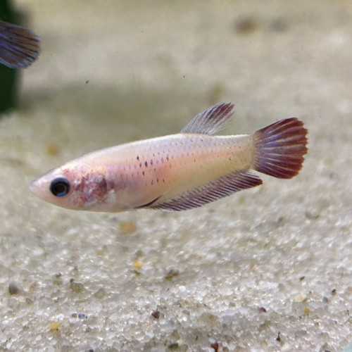 Betta splendens femelle - Poisson combattant du...