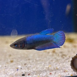 Betta splendens femelle - Poisson combattant du siam pour aquarium d’eau douce
