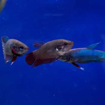 5 Betta splendens femmina a 20€ - Pesce combattente... 2