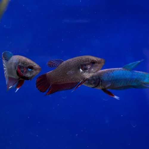 5 betta female for € 20