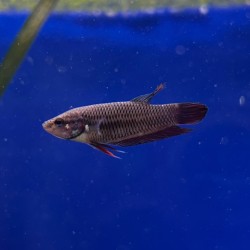 5 betta female for € 20