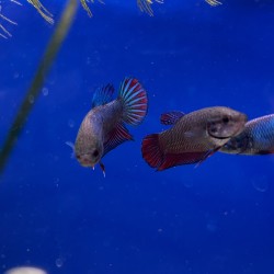 5 Betta splendens femmina a 20€ - Pesce combattente siamese per acquario d’acqua dolce