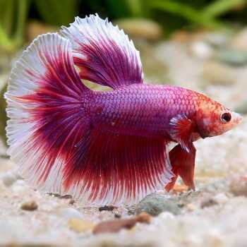 Lavander Betta splendens hameaux