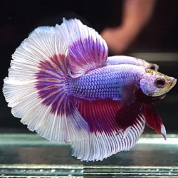 Lavander Betta Splendens Halfmoon